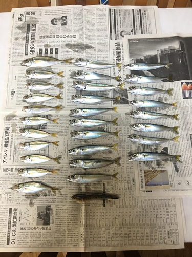 アジの釣果