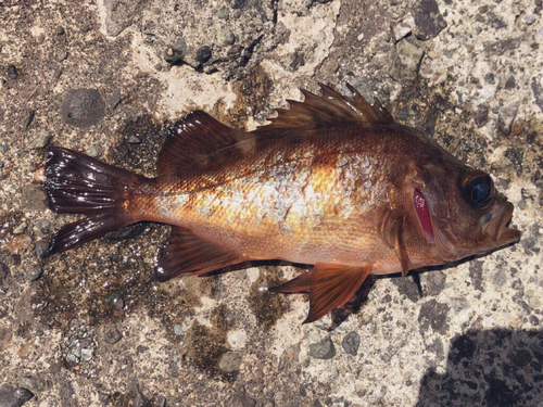 アカメバルの釣果