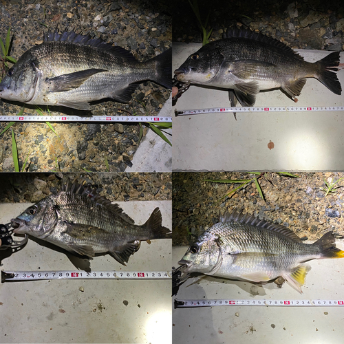 クロダイの釣果