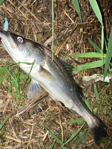 スズキの釣果