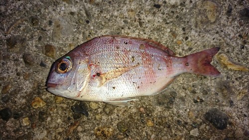 タイの釣果