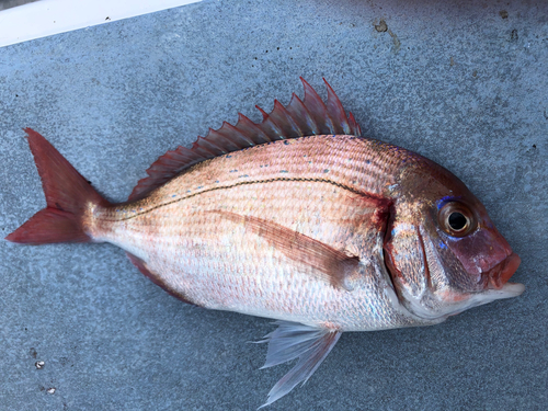 ハナダイの釣果