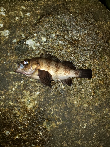 シロメバルの釣果