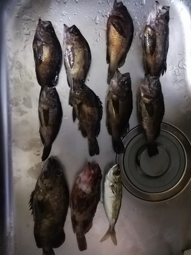 クロメバルの釣果