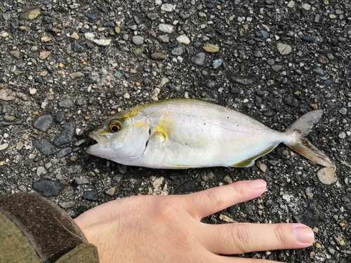 ショゴの釣果