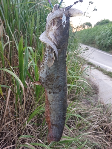 ナマズの釣果