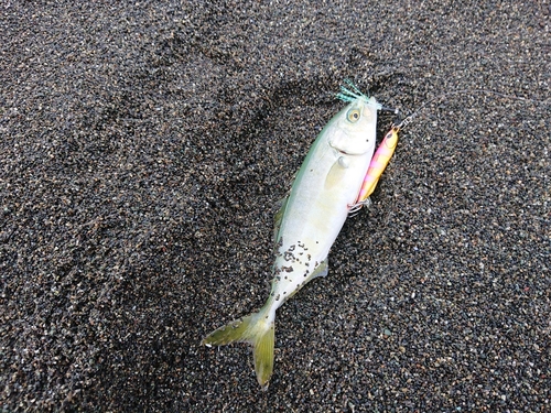 釣果