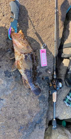 タケノコメバルの釣果