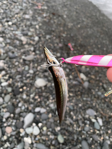 カマスの釣果