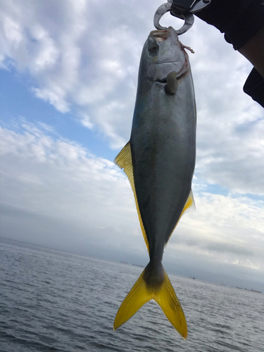 ワカシの釣果