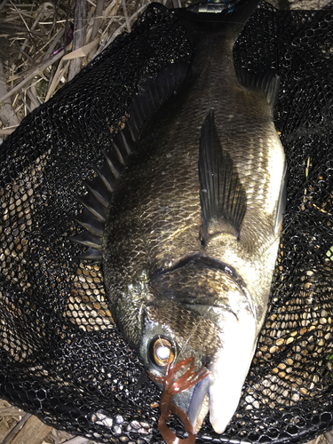 クロダイの釣果