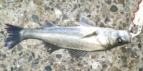 セイゴ（マルスズキ）の釣果