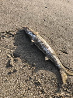 カマスの釣果