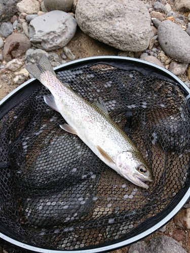 ニジマスの釣果