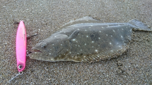 ソゲの釣果