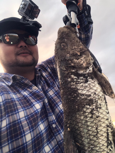 ニゴイの釣果