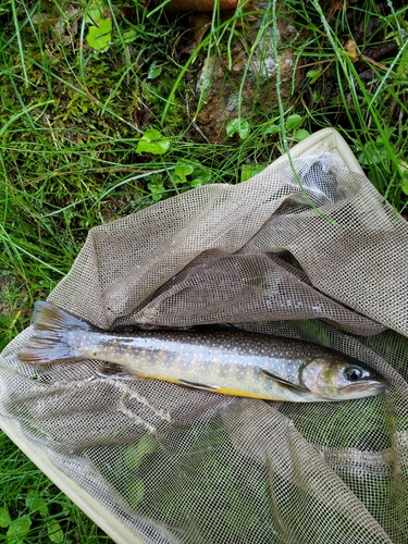 イワナの釣果