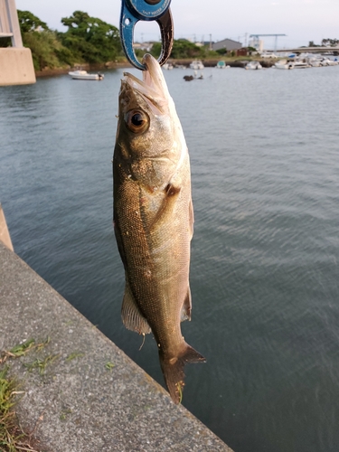 セイゴ（マルスズキ）の釣果