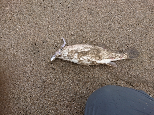 イシモチの釣果