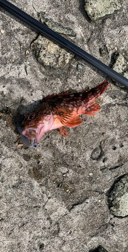 アラカブの釣果