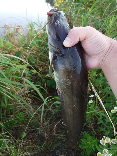 ナマズの釣果