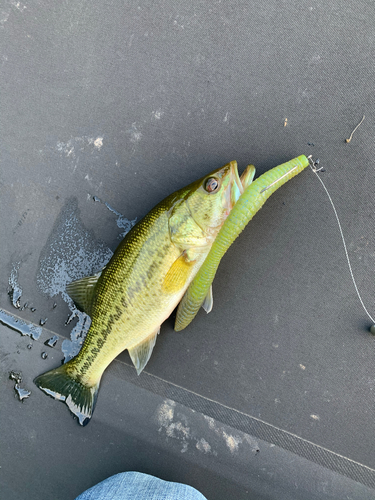 ラージマウスバスの釣果