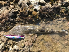 マゴチの釣果