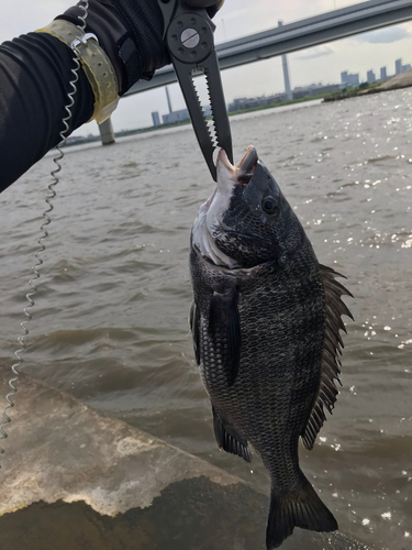 クロダイの釣果