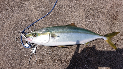 イナダの釣果