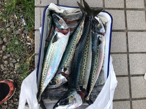 サバの釣果