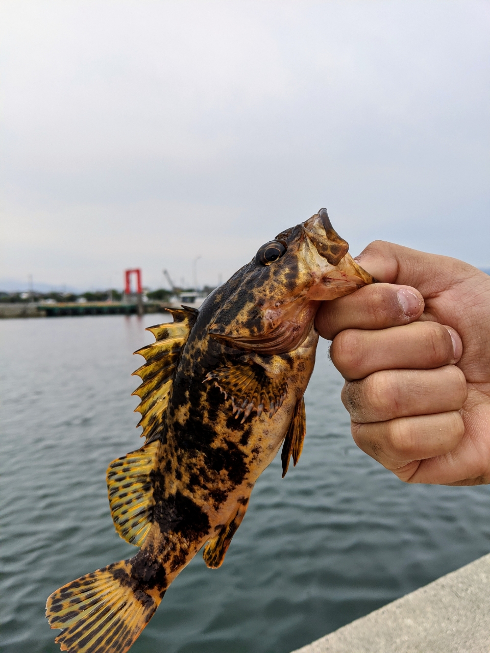 タケノコメバル