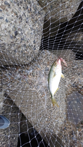 ワカシの釣果