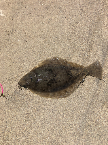 カレイの釣果