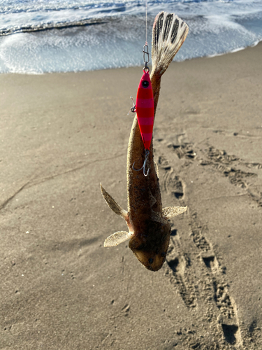 マゴチの釣果