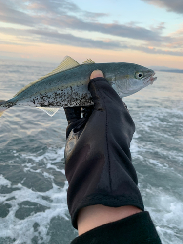 ワカシの釣果