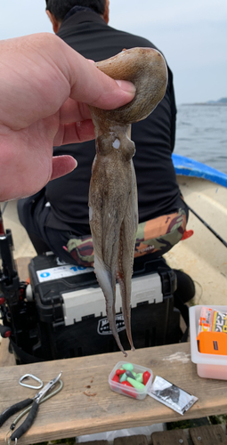 タコの釣果