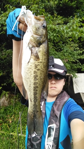 ブラックバスの釣果