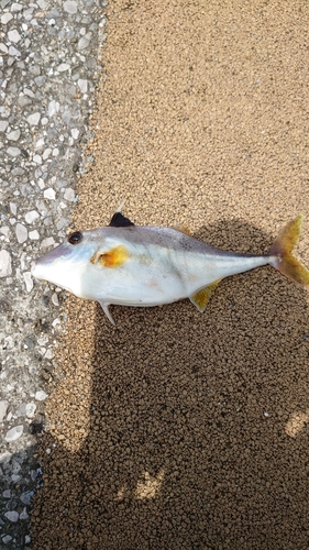 ギマの釣果