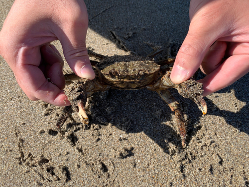 カニの釣果