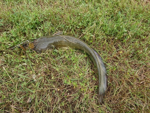 ナマズの釣果