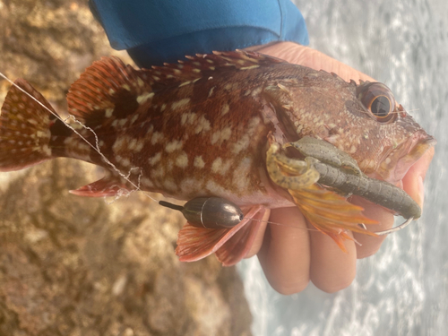 カサゴの釣果