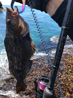 アイナメの釣果