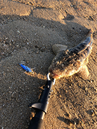 マゴチの釣果