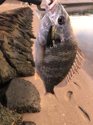 チヌの釣果