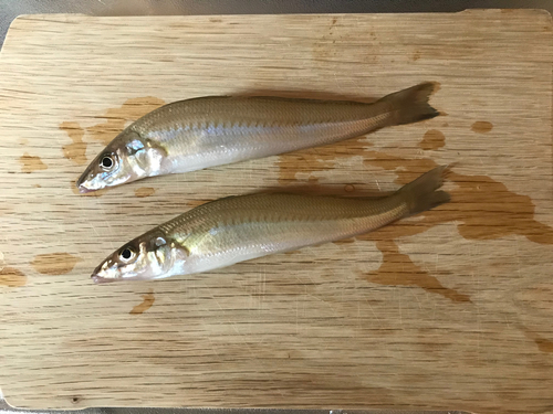 シロギスの釣果