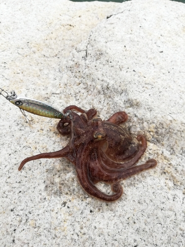 タコの釣果