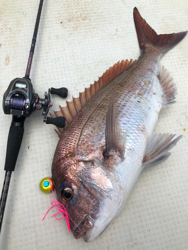 マダイの釣果