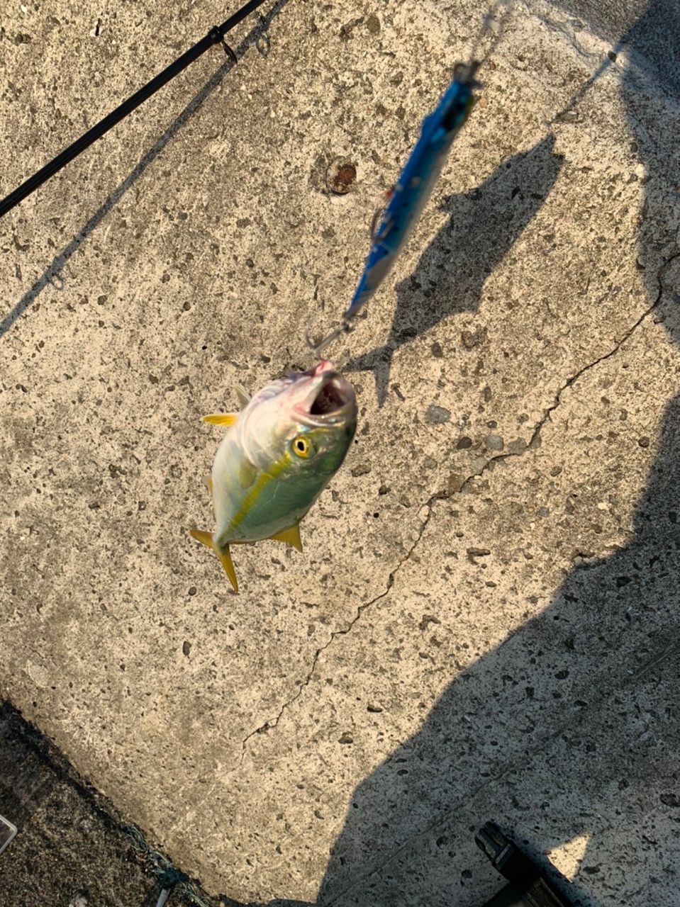 ツバス