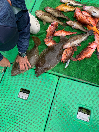 オオモンハタの釣果