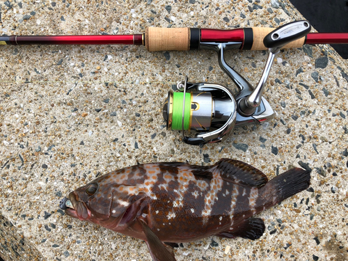 アコウの釣果